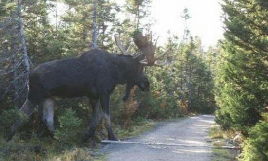 Вот это лось-:))