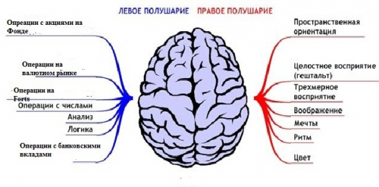 Мозг и трейдинг