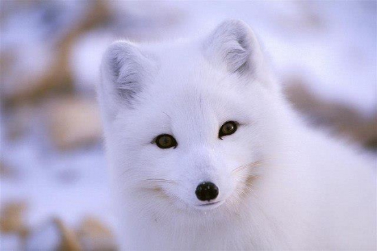 А вот и ОН! :)