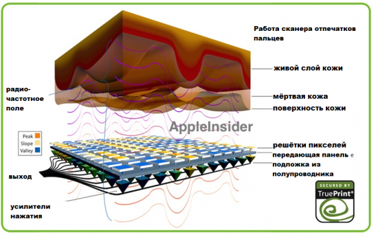 Сканер отпечатки пальцев на Iphone недостаточно повысил прибыль SYNA