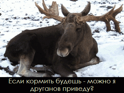 Si - все пучком...