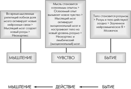 Сила подсознания или Как изменить жизнь за 4 недели". Глава 6. Три мозга: от мышления через действие к бытию (окончание)