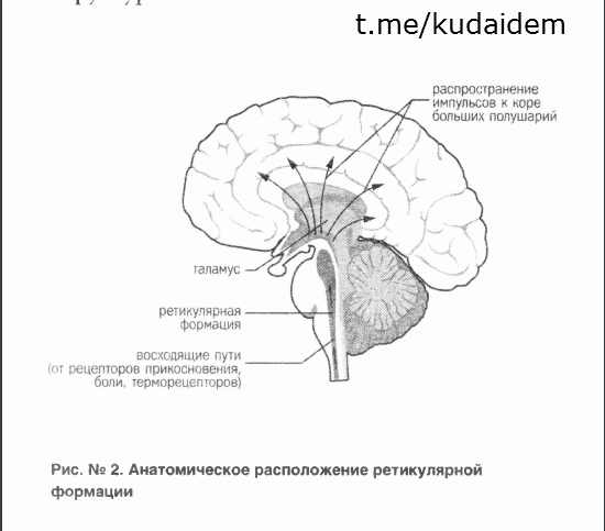 Красная таблетка-2. Вся правда об успехе Андрей Курпатов Саммари книги. Часть 4. Энергия бьёт. ПЕЙСМЕЙКЕРЫ ГОЛОВНОГО МОЗГА. Энергия ретикулярной формации