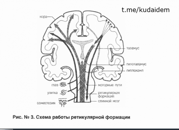 Видеосаммари книги: Красная таблетка-2. Вся правда об успехе. Андрей Курпатов. Часть 1