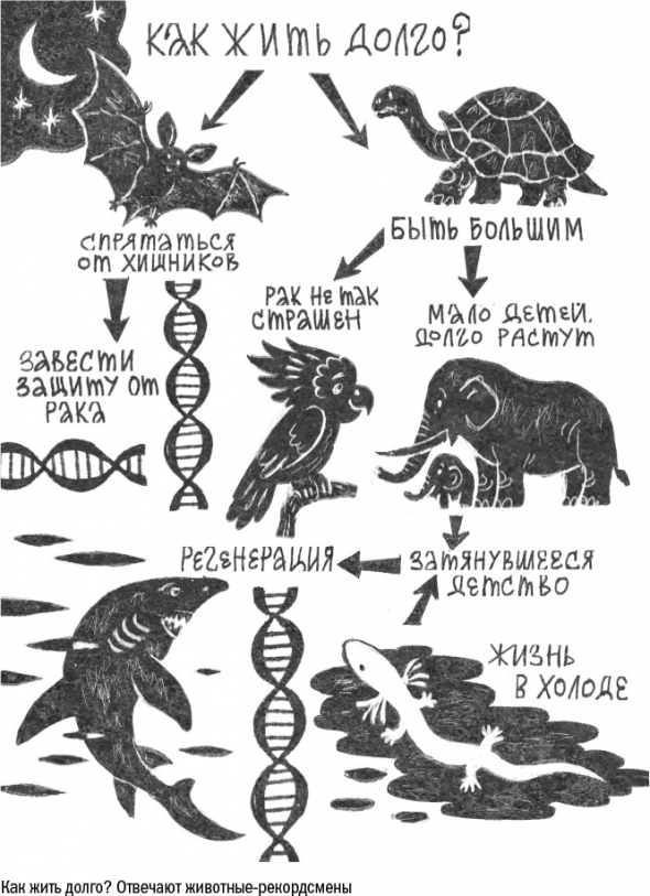 Что такое старение и как с этим бороться. Часть I Дорога к бессмертию