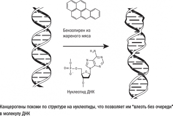 Cтарение. Часть II Портрет врага. Молекулы. Клетки.Ткани: Борьба кланов. Микробы. Иммунитет. Гормоны.Кровь: Переливание молодости. Возрастные заболевания.  Биологический возраст