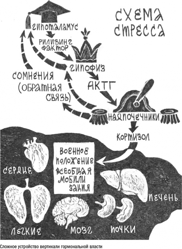 Cтарение. Часть II Портрет врага. Молекулы. Клетки.Ткани: Борьба кланов. Микробы. Иммунитет. Гормоны.Кровь: Переливание молодости. Возрастные заболевания.  Биологический возраст