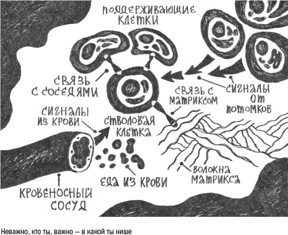 Cтарение. Часть II Портрет врага. Молекулы. Клетки.Ткани: Борьба кланов. Микробы. Иммунитет. Гормоны.Кровь: Переливание молодости. Возрастные заболевания.  Биологический возраст