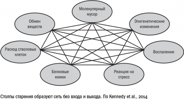 Cтарение. Часть II Портрет врага. Молекулы. Клетки.Ткани: Борьба кланов. Микробы. Иммунитет. Гормоны.Кровь: Переливание молодости. Возрастные заболевания.  Биологический возраст