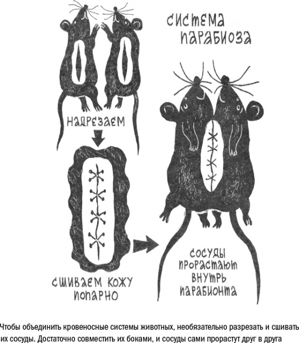 Cтарение. Часть II Портрет врага. Молекулы. Клетки.Ткани: Борьба кланов. Микробы. Иммунитет. Гормоны.Кровь: Переливание молодости. Возрастные заболевания.  Биологический возраст