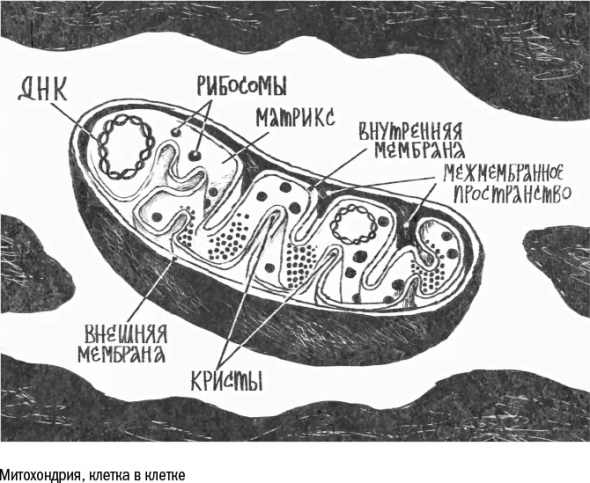 Cтарение. Часть II Портрет врага. Молекулы. Клетки.Ткани: Борьба кланов. Микробы. Иммунитет. Гормоны.Кровь: Переливание молодости. Возрастные заболевания.  Биологический возраст