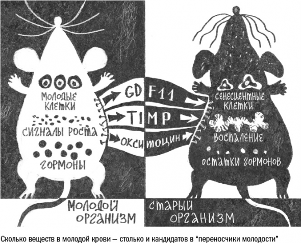 Cтарение. Часть II Портрет врага. Молекулы. Клетки.Ткани: Борьба кланов. Микробы. Иммунитет. Гормоны.Кровь: Переливание молодости. Возрастные заболевания.  Биологический возраст