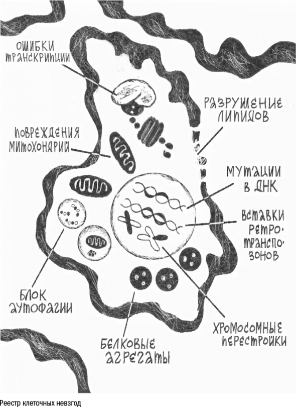 Cтарение. Часть II Портрет врага. Молекулы. Клетки.Ткани: Борьба кланов. Микробы. Иммунитет. Гормоны.Кровь: Переливание молодости. Возрастные заболевания.  Биологический возраст