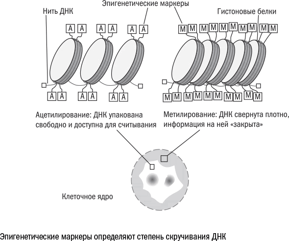 Cтарение. Часть II Портрет врага. Молекулы. Клетки.Ткани: Борьба кланов. Микробы. Иммунитет. Гормоны.Кровь: Переливание молодости. Возрастные заболевания.  Биологический возраст