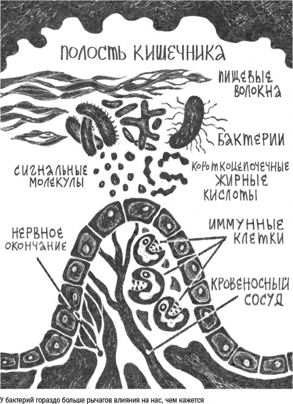 Cтарение. Часть II Портрет врага. Молекулы. Клетки.Ткани: Борьба кланов. Микробы. Иммунитет. Гормоны.Кровь: Переливание молодости. Возрастные заболевания.  Биологический возраст