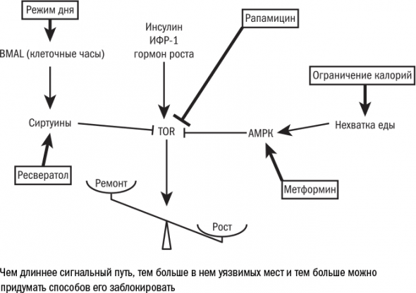 Cтарение. Часть 3. Старение как изнашивание, как защита, как программа, как побочный эффект. Заключение. Кто виноват. Что делать.