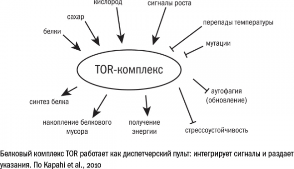 Cтарение. Часть 3. Старение как изнашивание, как защита, как программа, как побочный эффект. Заключение. Кто виноват. Что делать.