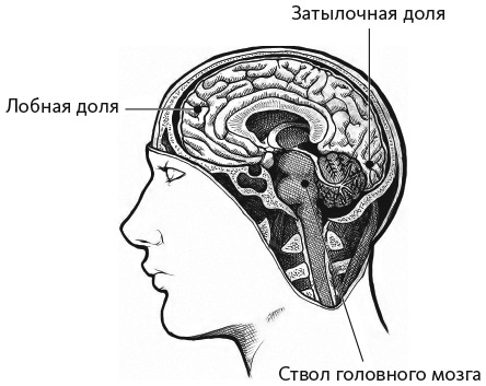 Нейрофитнес. Рекомендации нейрохирурга для улучшения работы мозга. Рахул Джандиал.