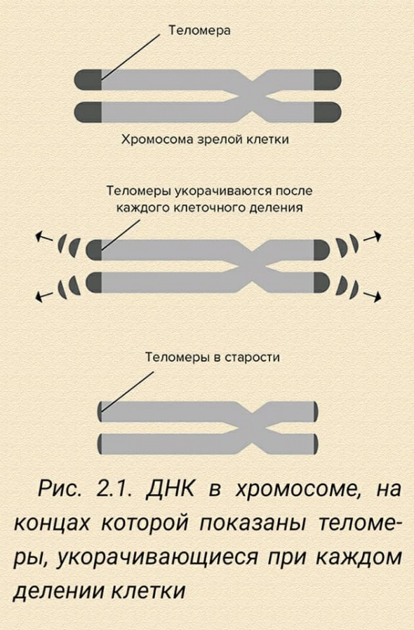 Молодость навсегда. Как замедлить процессы старения и сохранить здоровье. Доктор Дункан Кармайкл.