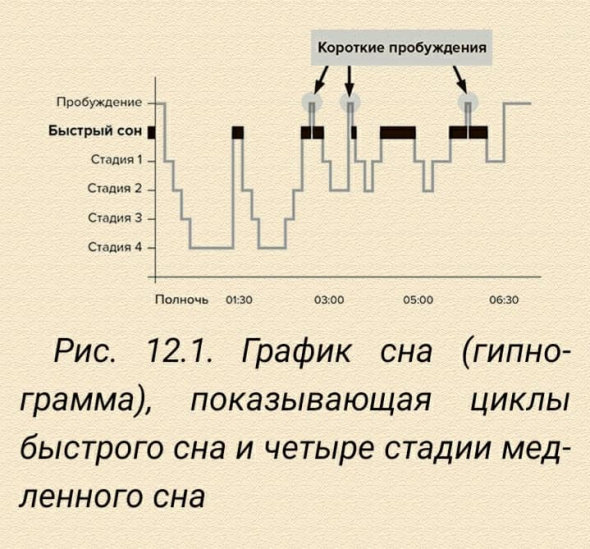 Молодость навсегда. Часть 5. Мозг. Нейропластичность. Нейрогенез. Как замедлить процессы старе