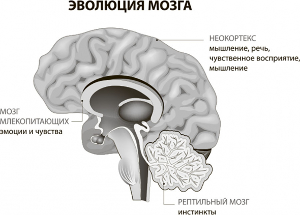 Наш мозг в эпоху катаклизмов. Мозг и сахар. Мозг и Алкоголь. Мозг и движение. Плацебо.