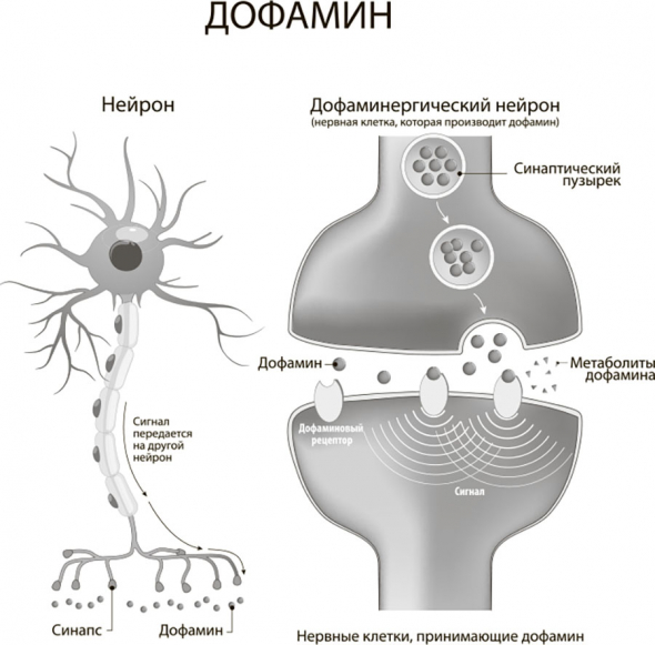 Наш мозг в эпоху катаклизмов. Мозг и сахар. Мозг и Алкоголь. Мозг и движение. Плацебо.