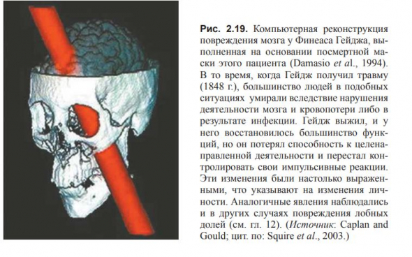 ВВЕДЕНИЕ В КОГНИТИВНЫЕ НЕЙРОНАУКИ. Глава 2. Концептуальная структура когнитивной нейронауки.