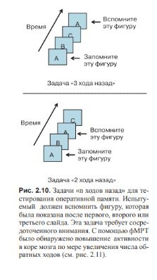 ВВЕДЕНИЕ В КОГНИТИВНЫЕ НЕЙРОНАУКИ. Глава 2. Концептуальная структура когнитивной нейронауки.