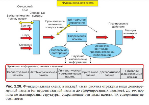 ВВЕДЕНИЕ В КОГНИТИВНЫЕ НЕЙРОНАУКИ. Глава 2. Концептуальная структура когнитивной нейронауки.