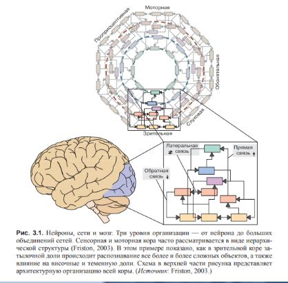 ВВЕДЕНИЕ В КОГНИТИВНЫЕ НЕЙРОНАУКИ. Глава 3. Нейроны и связи между ними.