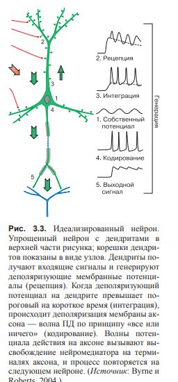 ВВЕДЕНИЕ В КОГНИТИВНЫЕ НЕЙРОНАУКИ. Глава 3. Нейроны и связи между ними.