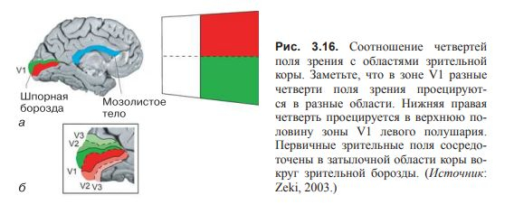 ВВЕДЕНИЕ В КОГНИТИВНЫЕ НЕЙРОНАУКИ. Глава 3. Нейроны и связи между ними.