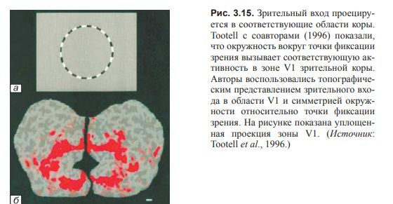 ВВЕДЕНИЕ В КОГНИТИВНЫЕ НЕЙРОНАУКИ. Глава 3. Нейроны и связи между ними.