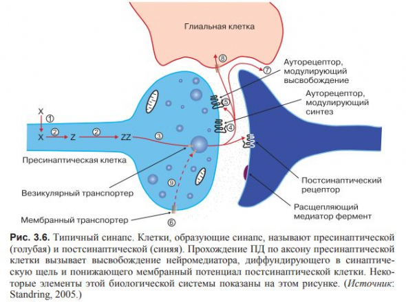 ВВЕДЕНИЕ В КОГНИТИВНЫЕ НЕЙРОНАУКИ. Глава 3. Нейроны и связи между ними.