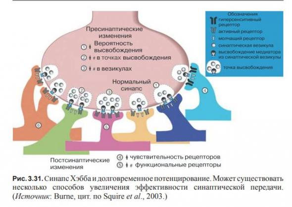 ВВЕДЕНИЕ В КОГНИТИВНЫЕ НЕЙРОНАУКИ. Глава 3. Нейроны и связи между ними.