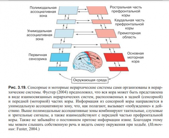 ВВЕДЕНИЕ В КОГНИТИВНЫЕ НЕЙРОНАУКИ. Глава 3. Нейроны и связи между ними.