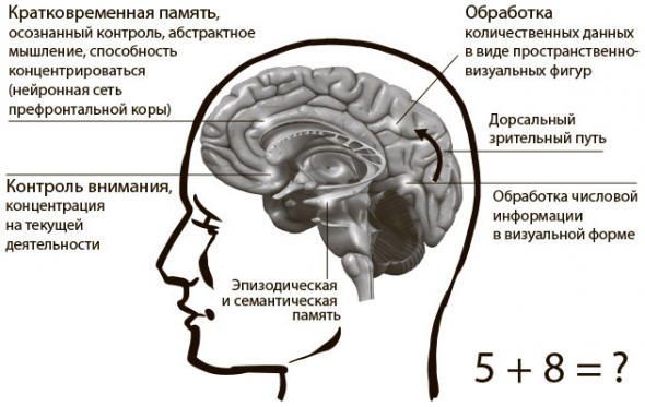 Безграничный разум. Учиться, учить и жить без ограничений.