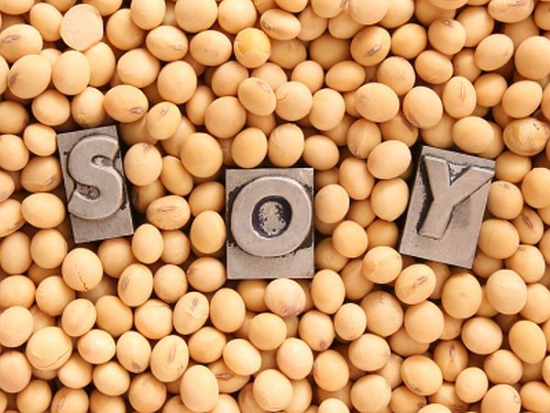 soybean