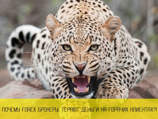 Почему Forex брокеры, теряют деньги?