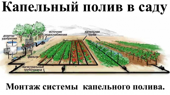 Интенсивное садоводство в России и Крыму