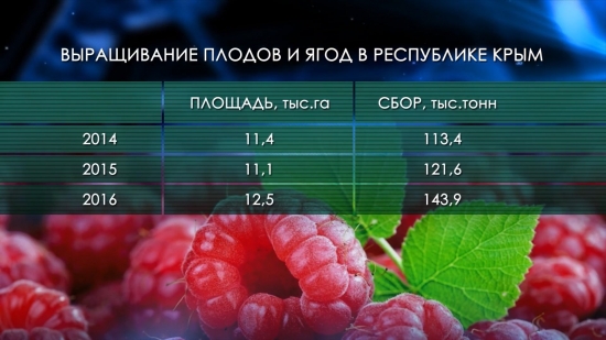 Виноградарство России | Крыма