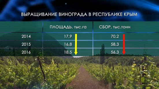 Виноградарство России | Крыма