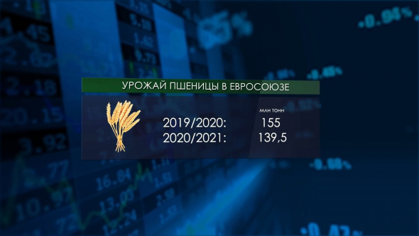 Россия - пшеничный тяжеловес | Дорогая гречка | В Крыму растут надои