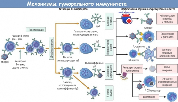 Все ждут вакцину к коронавирусу, а я нет