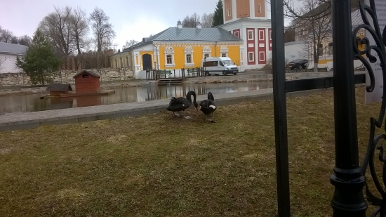 Помним про чорных лебедей