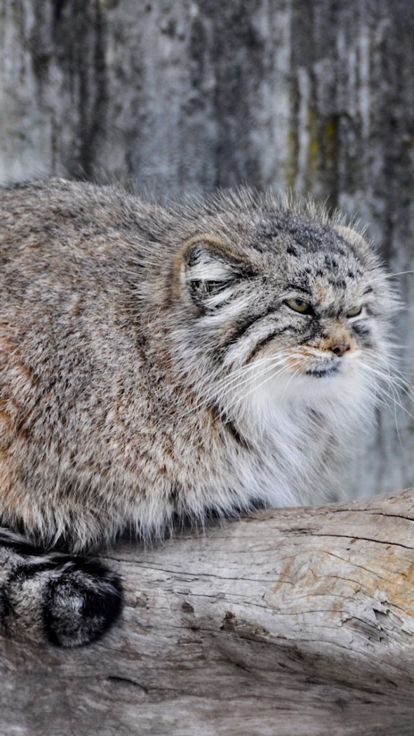 День и месяц котов пришел!