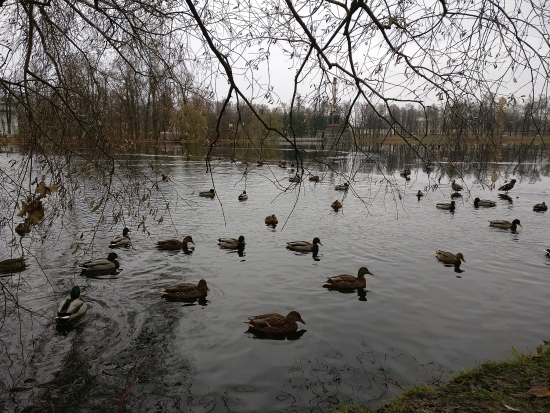 Бильдербергский клуб. Начало © не я