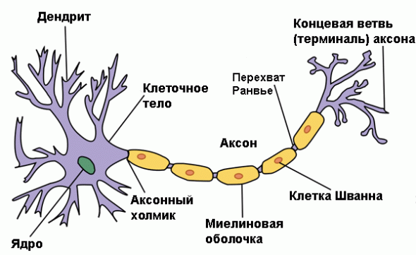 Прибыль зависит от работы мозга. Питайте его правильно!