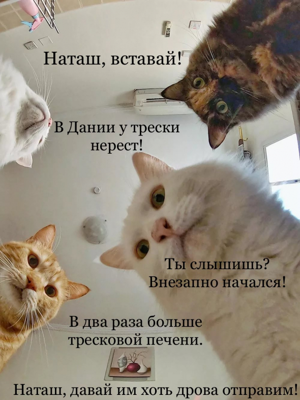 Наташ, вставай! Там в Дании такое..