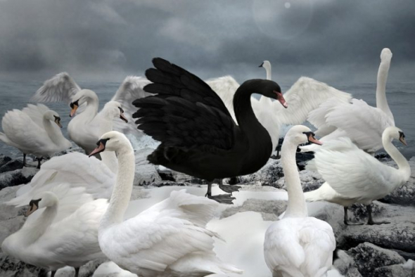 🦢 Читаю Таллеба и наслаждаюсь его идеями ... так как сам ловец "черных лебедей"